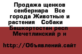 Продажа щенков сенбернара - Все города Животные и растения » Собаки   . Башкортостан респ.,Мечетлинский р-н